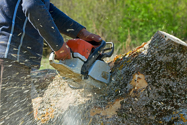 Residential Tree Removal in Oriskany, NY